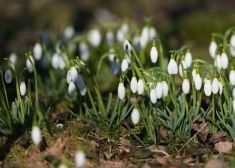 Trešdien Latvijā daļēji mākoņains, vietām gaidāms īslaicīgs lietus