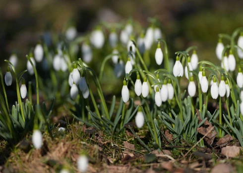 Trešdien dažviet gaidāms īslaicīgs lietus.