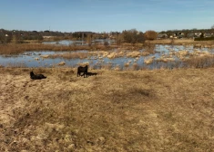В среду ожидается небольшой дождь, потеплеет до +13 градусов