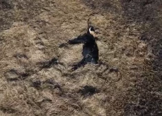 Šausmas Ķemeros: atklājas baisa aina ar desmitiem beigtu dzīvnieku. VIDEO