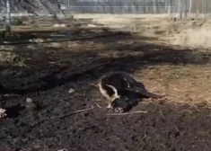 Pārtikas un veterinārais dienests sniedz paziņojumu pēc šaušalīgā atraduma Ķemeru nacionālajā parkā saistībā ar bažām par slimību izplatīšanos. Iesaistās arī policija