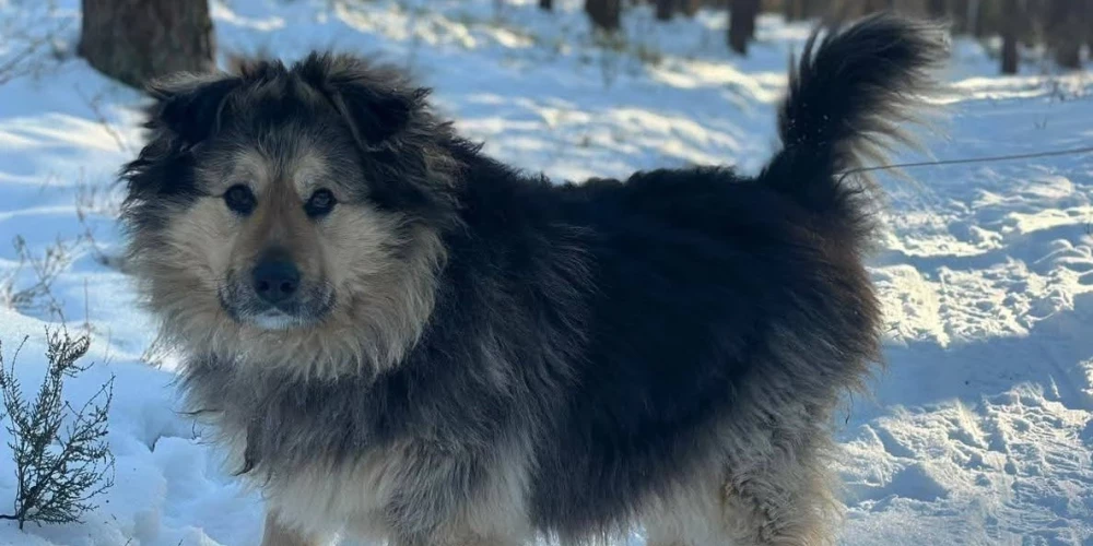 В латвийском приюте Ulubele заявили о нехватке средств на содержание сотен животных.