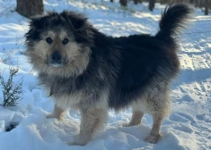 Более 300 собак и кошек ждут помощи: приют Ulubele обратился к жителям Латвии