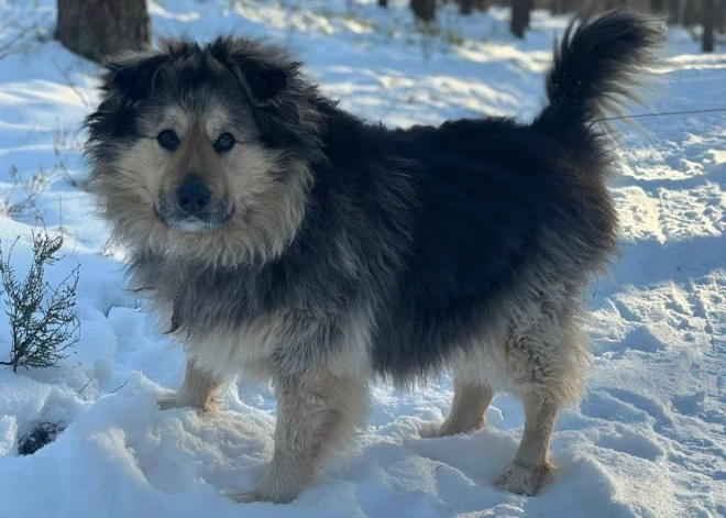 Более 300 собак и кошек ждут помощи: приют Ulubele обратился к жителям Латвии