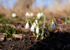 Desmit vietās labots 11. marta siltuma rekords