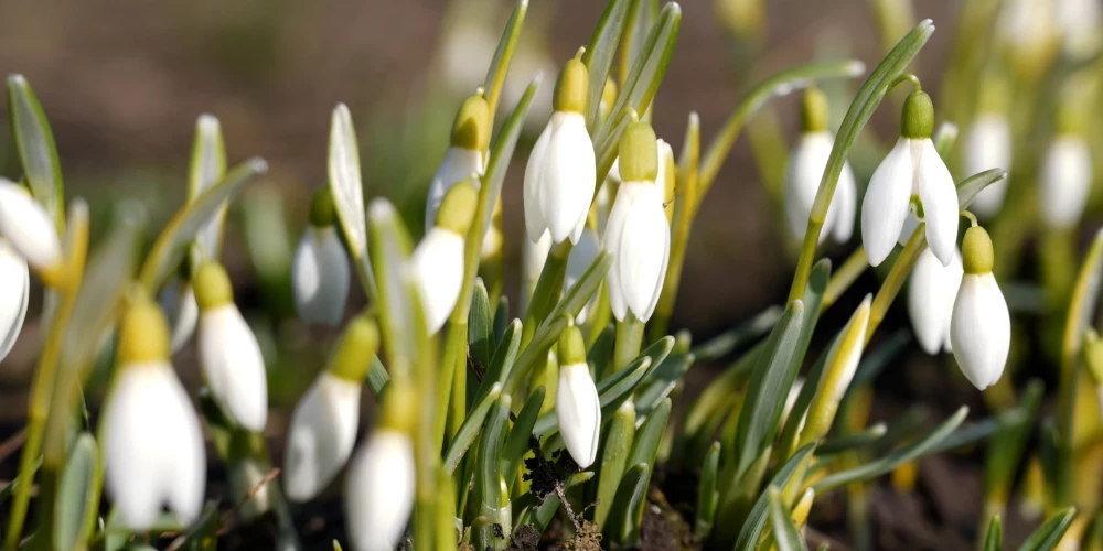 На фоне теплого марта в Латвии за две недели побиты уже десятки температурных рекордов.