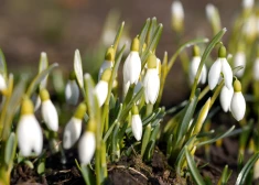 Весна продолжает удивлять: в Латвии вновь зафиксированы новые рекорды тепла