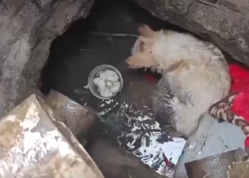 Suns kanalizācijas akā (ekrānuzņēmums no video)