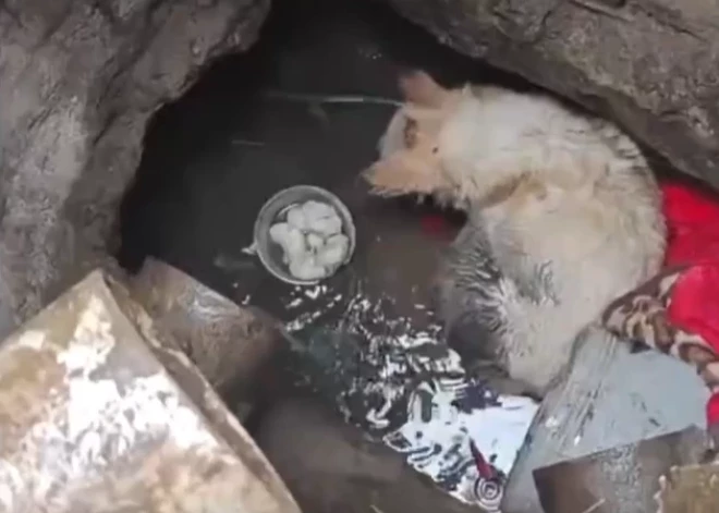 Ķīnā izglābj suni, kurš trīs gadus nodzīvoja pilsētas kanalizācijas akā. VIDEO
