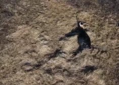 “Te viņi dzīvo un te viņi mirst” — Dunduru pļavu apsaimniekotāji dzīvnieku bojāeju neuzskata par neko ārkārtēju