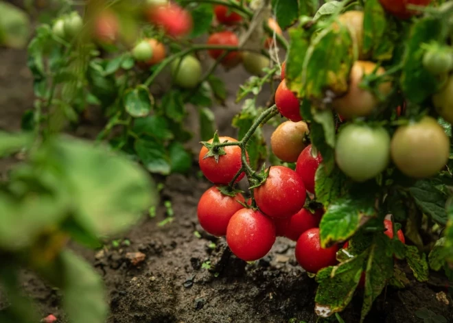 Kā izvēlēties ideālo tomātu šķirni dārzam?