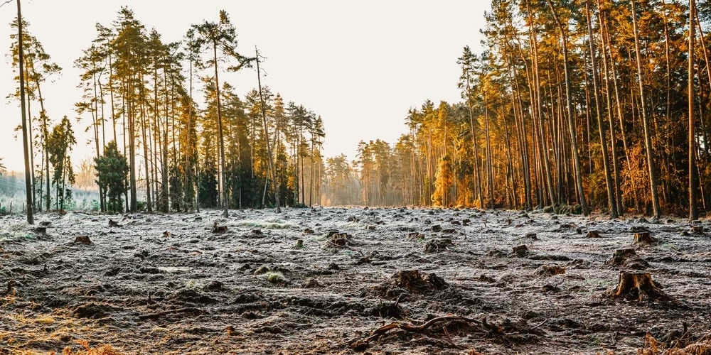 В настоящее время местами в Латвии интенсивно вырубаются леса - так ведется борьба с еловым восьмизубым короедом. 