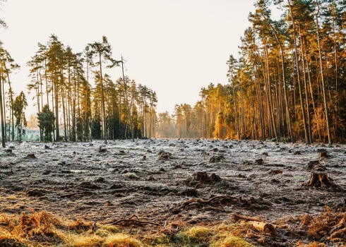 В настоящее время местами в Латвии интенсивно вырубаются леса - так ведется борьба с еловым восьмизубым короедом. 