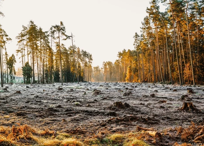 В Латвии вырублены тысячи гектаров леса. И это вынужденная мера