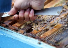 Ko ēst, lai stiprinātu veselību? Dietologi nosauc superproduktu Nr. 1