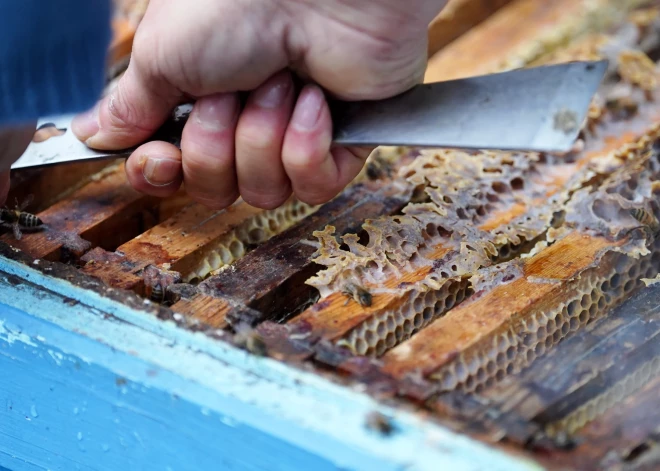 Ko ēst, lai stiprinātu veselību? Dietologi nosauc superproduktu Nr. 1