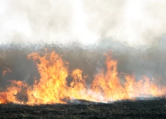 Nepilnās divās pavasara nedēļās dzēsts jau 21 kūlas ugunsgrēks