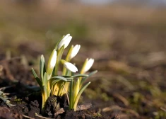 Pārspēts 12. marta siltuma rekords Latvijā