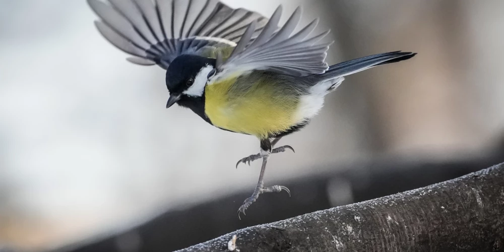 Piektdien pastiprināsies vējš.