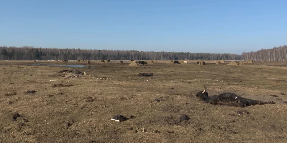 Dunduru pļavās masveidā ir miruši dzīvnieki.