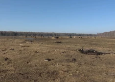 Masveida dzīvnieku bojāeja Dunduru pļavās - sāk kriminālprocesu par šausmām Ķemeros