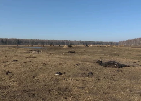 Dunduru pļavās masveidā ir miruši dzīvnieki.