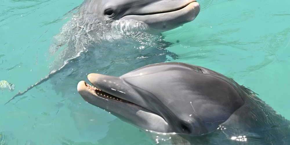 Delfīni apsūdzēti neiedomājamā noziegumā.