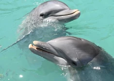 Floridā izplatās absurdas baumas: delfīni nolaupījuši vīrieti un piespieduši viņu būvēt zemūdens pilsētu