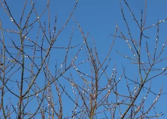 В пятницу усилится ветер и будет светить солнце