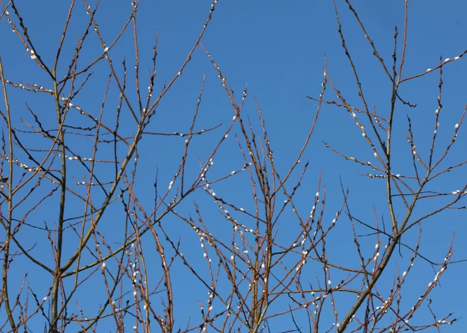 В пятницу усилится ветер и будет светить солнце