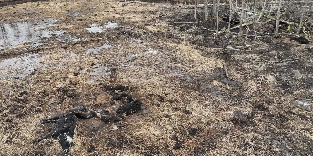 Biedrības "Ķemeru Nacionālais parka fonds" nomātās Dunduru pļavas, kurās konstatēts liels skaits bojāgājušu dzīvnieku.