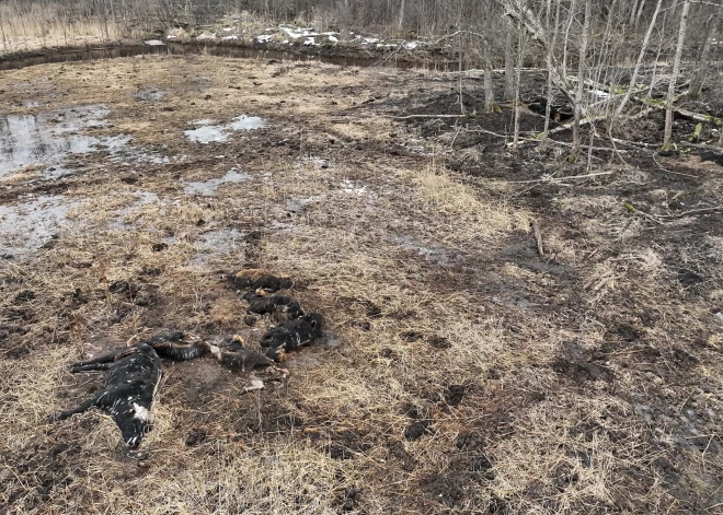 Biedrības "Ķemeru Nacionālais parka fonds" nomātās Dunduru pļavas, kurās konstatēts liels skaits bojāgājušu dzīvnieku.