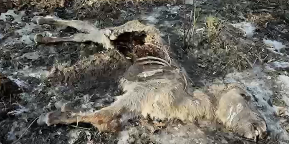 Viens no daudziem mirušajiem dzīvniekiem Dunduru pļavās (ekrānuzņēmums no video)