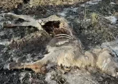 Baisi skati paveras Ķemeru nacionālā parka Dunduru pļavās. FOTO