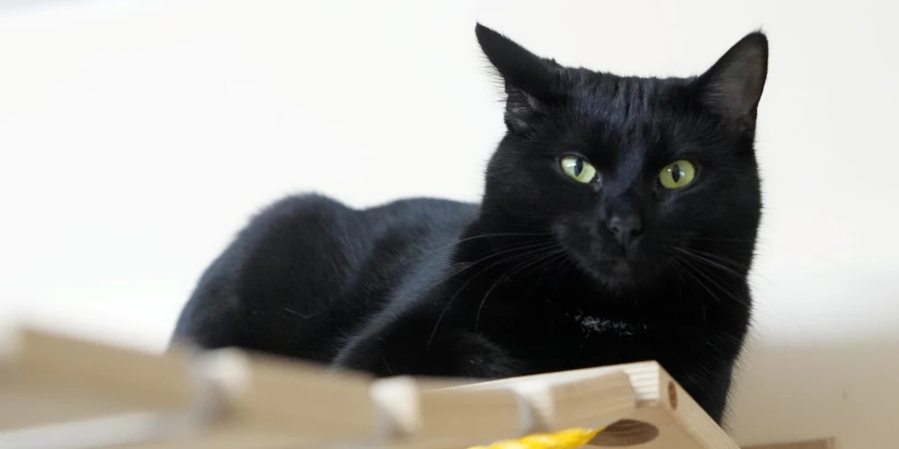 Melni kaķi ir nevis nelaimes simbols, bet gan īsti skaistuļi! Jācer, ka Latvijas animācijas veiksmes stāsts "Straume" kaut nedaudz liks sabiedrībai apsvērt šīs dumjās māņticības aizmiršanu.