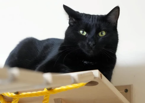 Melni kaķi ir nevis nelaimes simbols, bet gan īsti skaistuļi! Jācer, ka Latvijas animācijas veiksmes stāsts "Straume" kaut nedaudz liks sabiedrībai apsvērt šīs dumjās māņticības aizmiršanu.