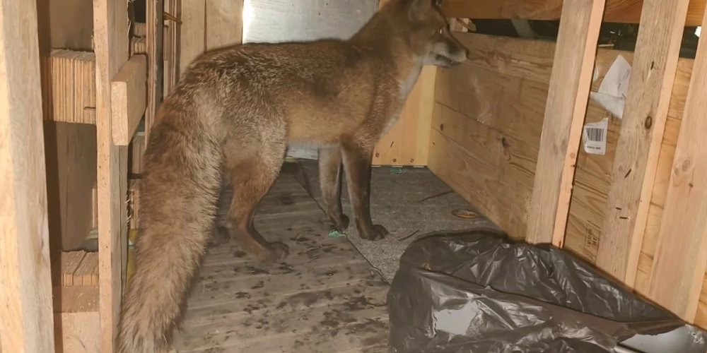 Kravas kuģī Atlantijas okeānu šķērsojusī lapsa (ekrānuzņēmums no "X")