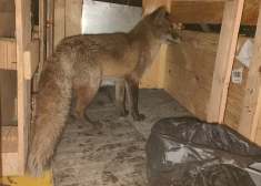 Pārsteigums! Rudaste bezbiļetniece šķērso Atlantijas okeānu kravas kuģī no Lielbritānijas līdz Ņujorkai