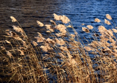 Piektdien pieņemsies spēkā vējš, vējainākā diena būs Kurzemē. 