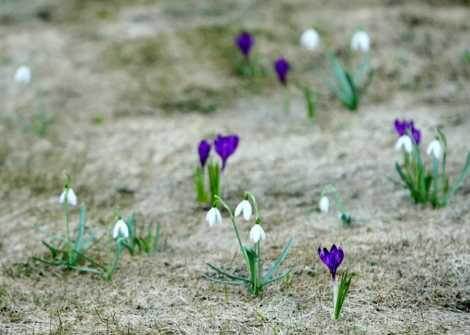 Marta sākums Latvijā bijis četrus grādus siltāks nekā ierasts