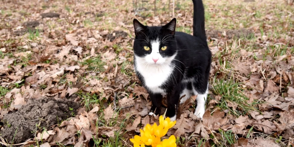 Līdz svētdienai saglabāsies saulains laiks. 