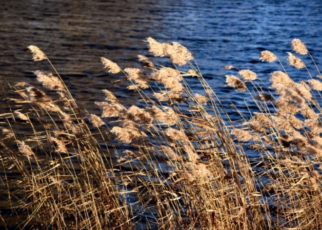 В пятницу усилится ветер, самый ветреный день будет в Курземе
