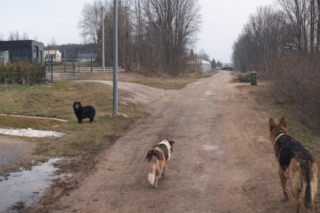 Ādažu novada likumsargi nobažījušies, ka, iestājoties pavasarim, daudzu ādažnieku suņi uzņem “brīvgaitu” un dodas klaiņot pa novada teritoriju.