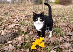 В Латвии ожидаются по-весеннему теплые выходные, но затем в страну вернутся дожди и мокрый снег
