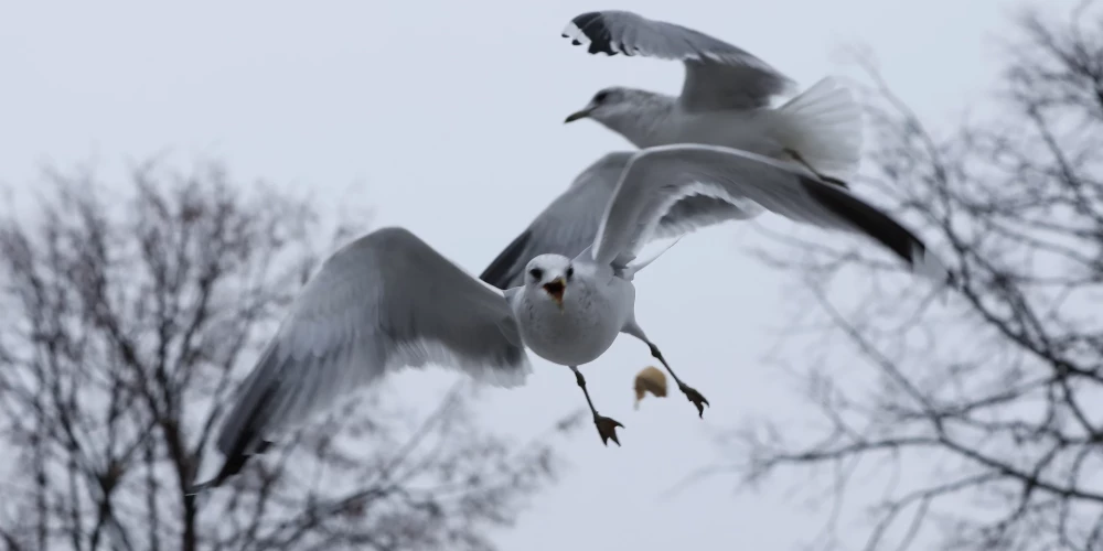 Kaiju skaļā klaigāšana no rītiem nokaitinājusi ne vienu vien rīdzinieku.