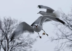 Asiņaina izrēķināšanās Dārzciemā: kaiju klaigāšana tik ļoti nokaitinājusi kādu rīdzinieku, ka viņš ķēries pie ieroča. VIDEO