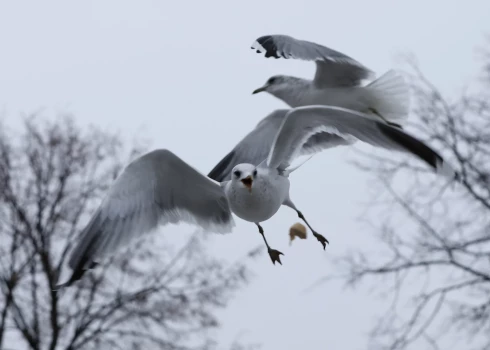 Kaiju skaļā klaigāšana no rītiem nokaitinājusi ne vienu vien rīdzinieku.
