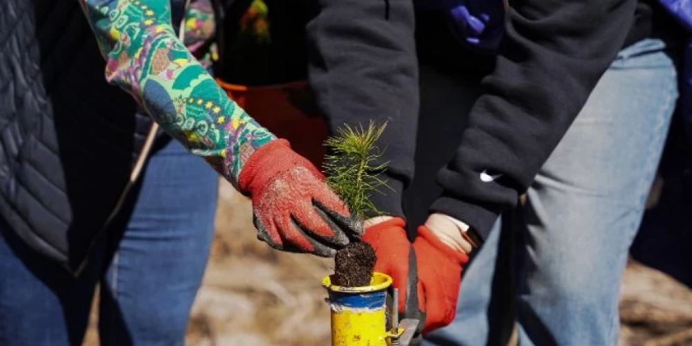 Sākusies pieteikšanās LVM Atvērto Meža dienu pasākumiem. 