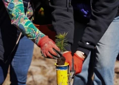 Stādi kokus un uzzini par meža atjaunošanu – sākusies pieteikšanās LVM Atvērto Meža dienu pasākumiem