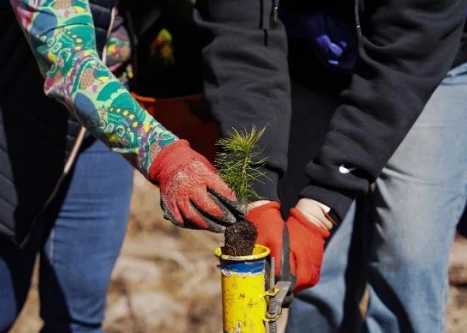 Stādi kokus un uzzini par meža atjaunošanu – sākusies pieteikšanās LVM Atvērto Meža dienu pasākumiem